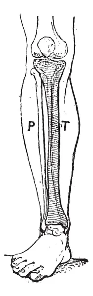 Tibia, gravure vintage . — Image vectorielle