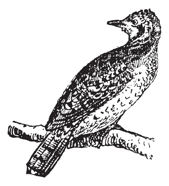 Wryneck, gravura vintage . — Vetor de Stock