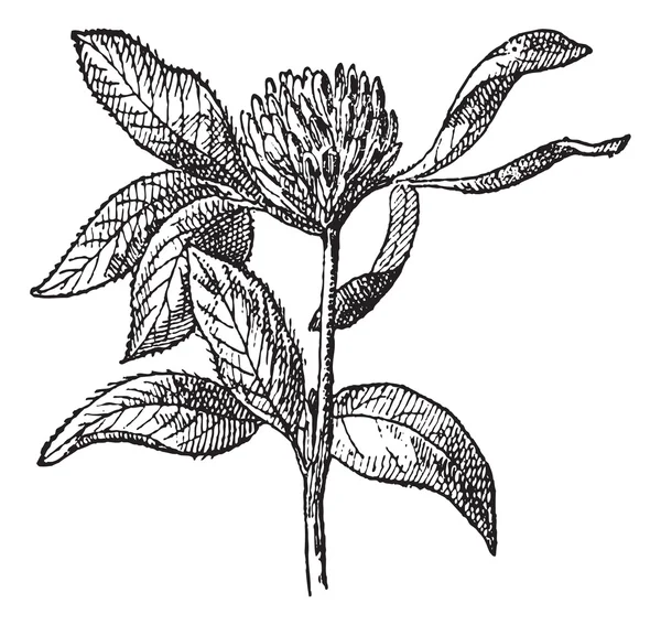 Trèfle rouge ou Trifolium pratense, gravure vintage . — Image vectorielle