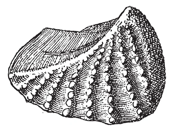 Trigonia navis, 빈티지 조각 — 스톡 벡터