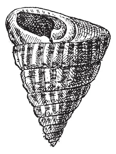 Trochiform vorm van een schaal-en schelpdieren, vintage gravure — Stockvector