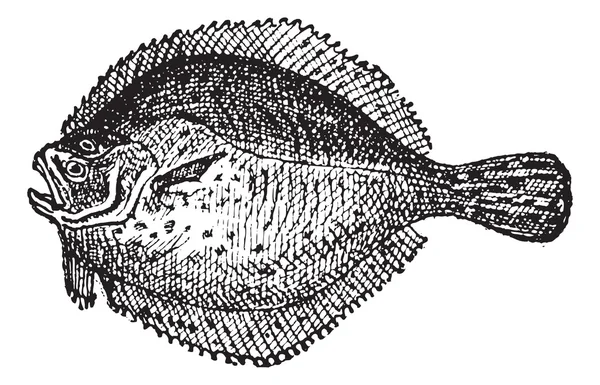 Турбот или Scophthalmus maximus, винтажное завивание — стоковый вектор