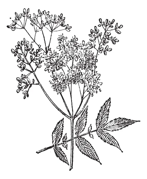 vintage Meadowsweet veya filipendula ulmaria oyma