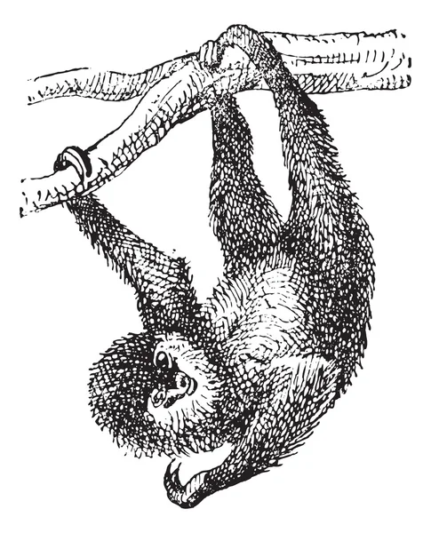 Ленивец, винтажная гравировка — стоковый вектор