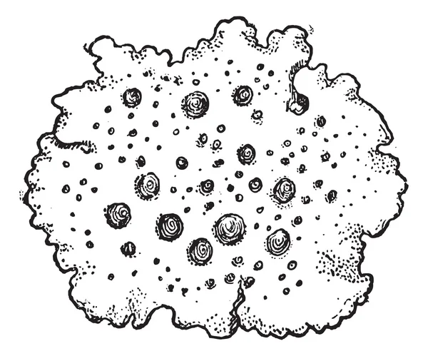 Navel korstmossen of umbilicaria vellea, vintage gravure — Stockvector