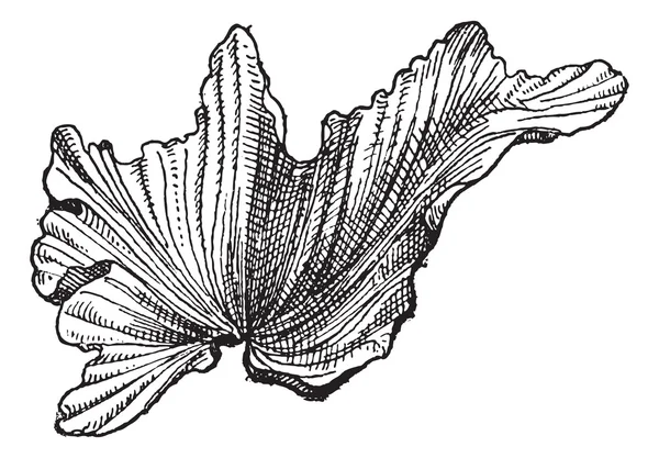 Lechuga de mar Ulva lactuca, grabado vintage — Vector de stock