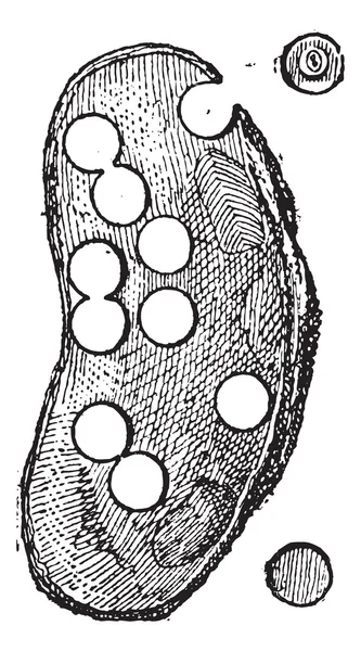Flussmuschel oder unio sp., Vintage-Gravur — Stockvektor