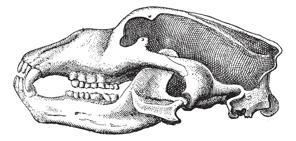 Orso delle caverne o Ursus spelaeus, incisione vintage — Vettoriale Stock