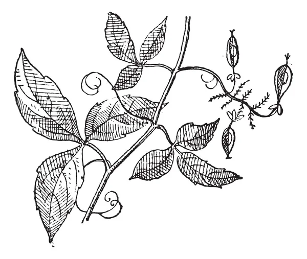 Urvillea или Urvillea sp., винтажная гравировка — стоковый вектор