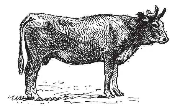 Партене, французская порода крупного рогатого скота, винтажная гравировка . — стоковый вектор