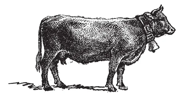 Швейцарская порода крупного рогатого скота, винтажная гравировка . — стоковый вектор