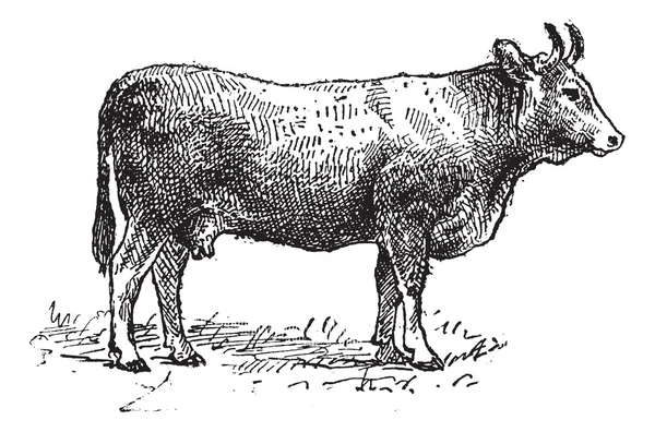 Limousin race bovine, gravure vintage . — Image vectorielle