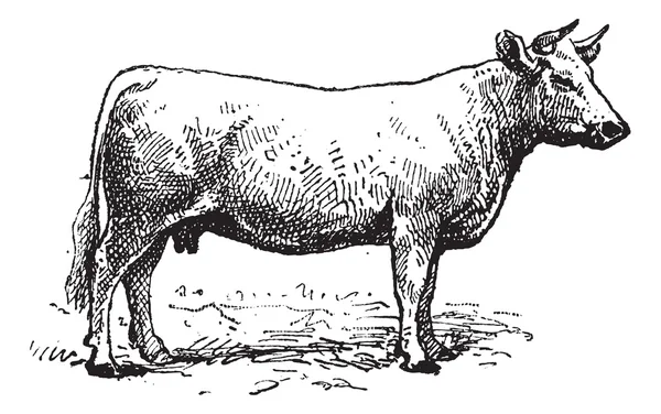 Charolais βοοειδή, vintage Χαρακτική. — Διανυσματικό Αρχείο