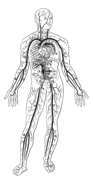 Vasos sanguíneos, grabado vintage . — Vector de stock