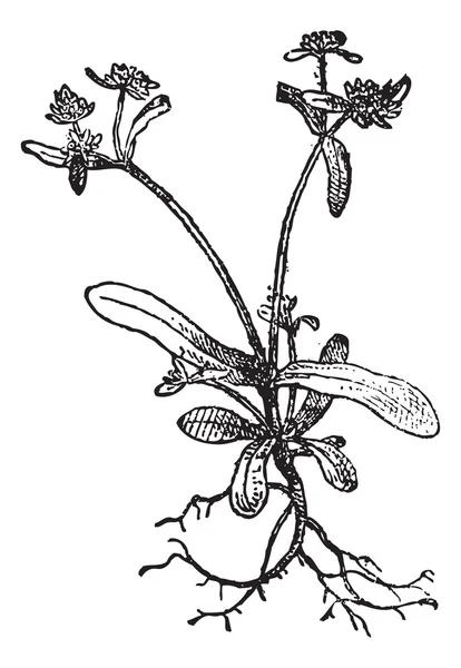 Valerianella (Valerianella olitoria), gravura vintage . —  Vetores de Stock