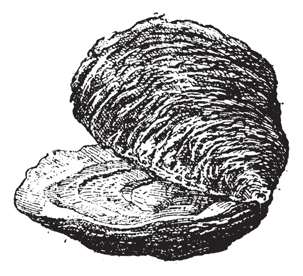 Oyster (bivalve mollusc), vintage engraving. — Stock Vector