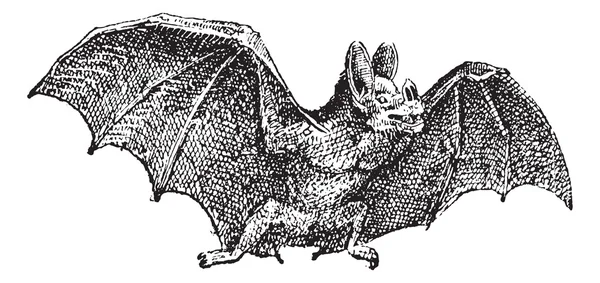 Vampiro (espectro filostoma), grabado vintage . — Archivo Imágenes Vectoriales