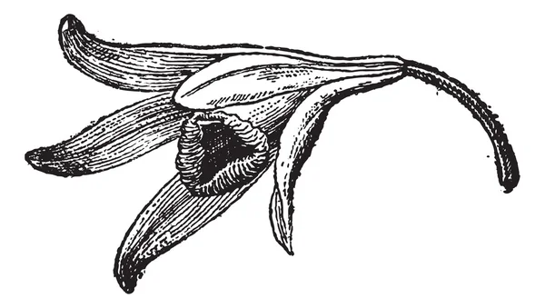 Ванильный цветок, винтажная гравировка . — стоковый вектор