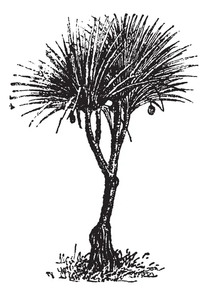 Vaquois (pandanus candelabrume), vintage gravure. — Stockvector