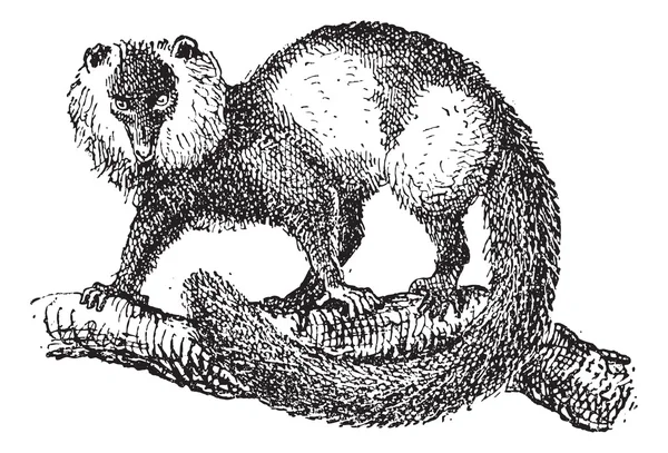 siyah-beyaz Nomascus lemur (varecia variegata), vintage engrav