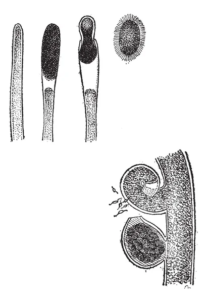 Vaucherie. ábra 1. a spore kialakulását. 2. ábra. kialakulását a — Stock Vector