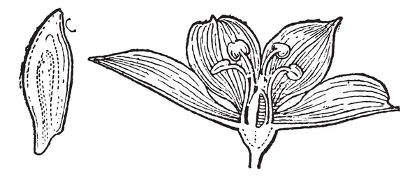 빈티지 화이트 미나리 아재비과 식물 또는 Veratrum 앨범 조각 — 스톡 벡터