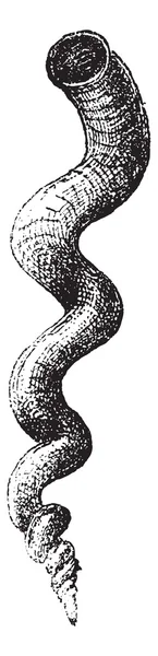 蠕虫蜗牛或 petaloconchus adansoni，复古雕刻 — 图库矢量图片