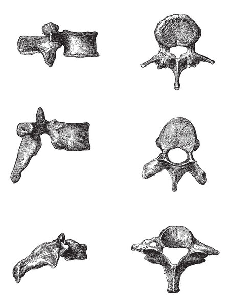 Human Vertebrae, vintage engraving