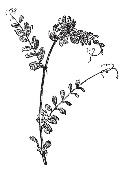 Voederwikke of vicia sativa, vintage gravure — Stockvector