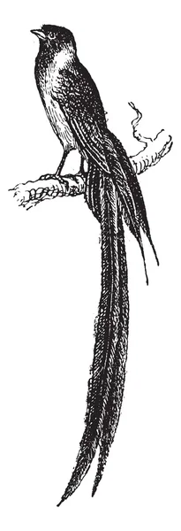 Dul kuş veya viduidae, antika gravür — Stok Vektör