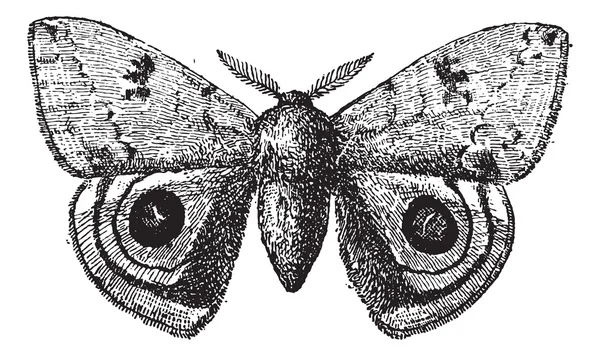 European Peacock or Peacock butterfly, vintage engraving. — Stock Vector