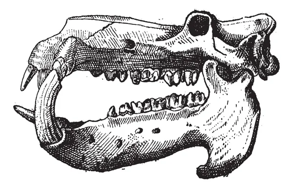 Avorio, Teschio di ippopotamo, incisione vintage . — Vettoriale Stock