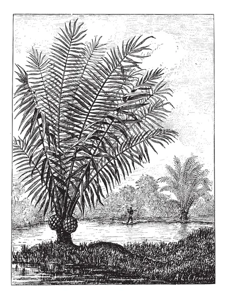Ελεφαντόδοντο δέντρο (phytelephas macrocarpa), vintage Χαρακτική. — Διανυσματικό Αρχείο