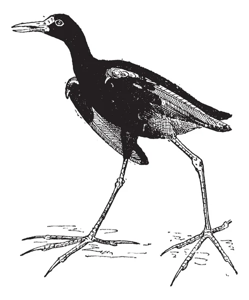 Jacana's of Jezus vogels, vintage gravure. — Stockvector