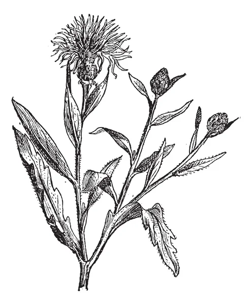 Knapweed, vagy a centaurea, vintage gravírozás. — Stock Vector
