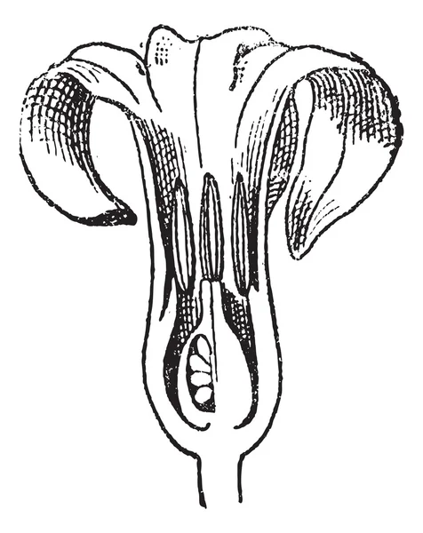 Hyacint, bloem snijden verticaal, vintage gravure. — Stockvector