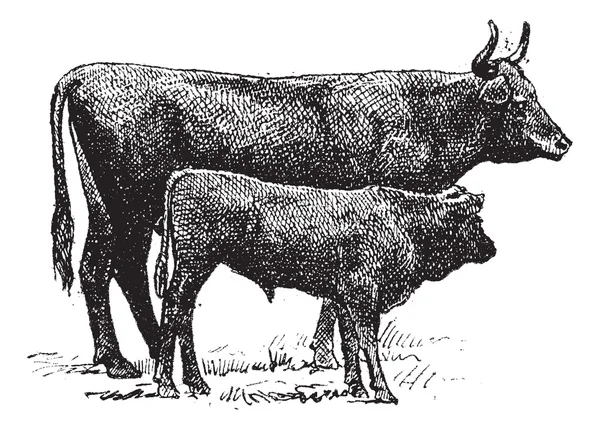 Auvergne cattle breed, vintage engraving. Stock Illustration