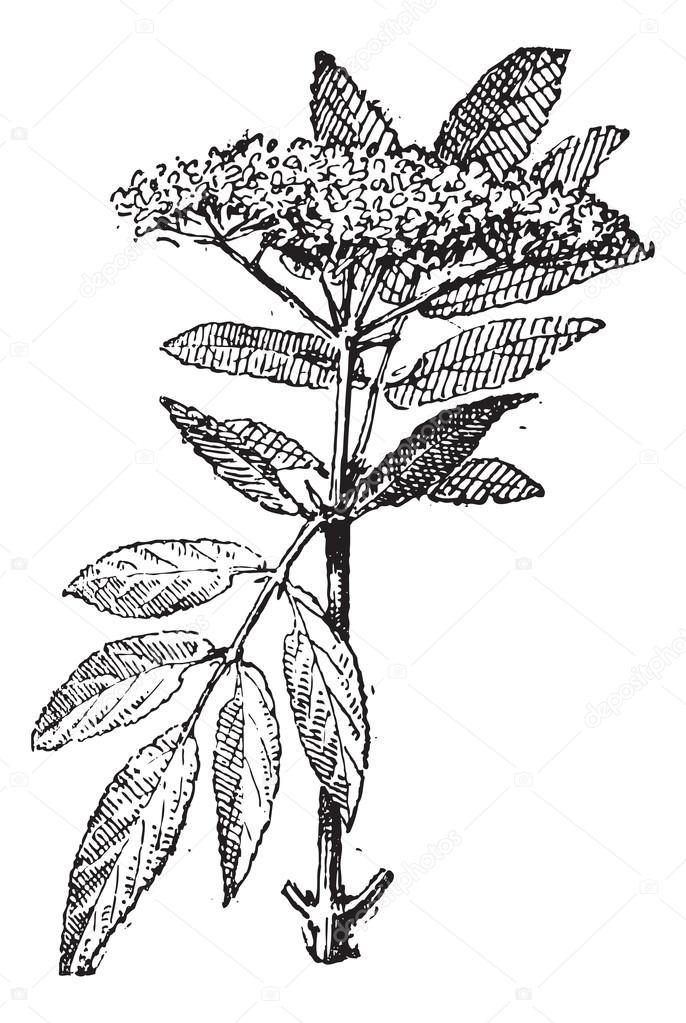 Elderberry or Sambucus, vintage engraving.