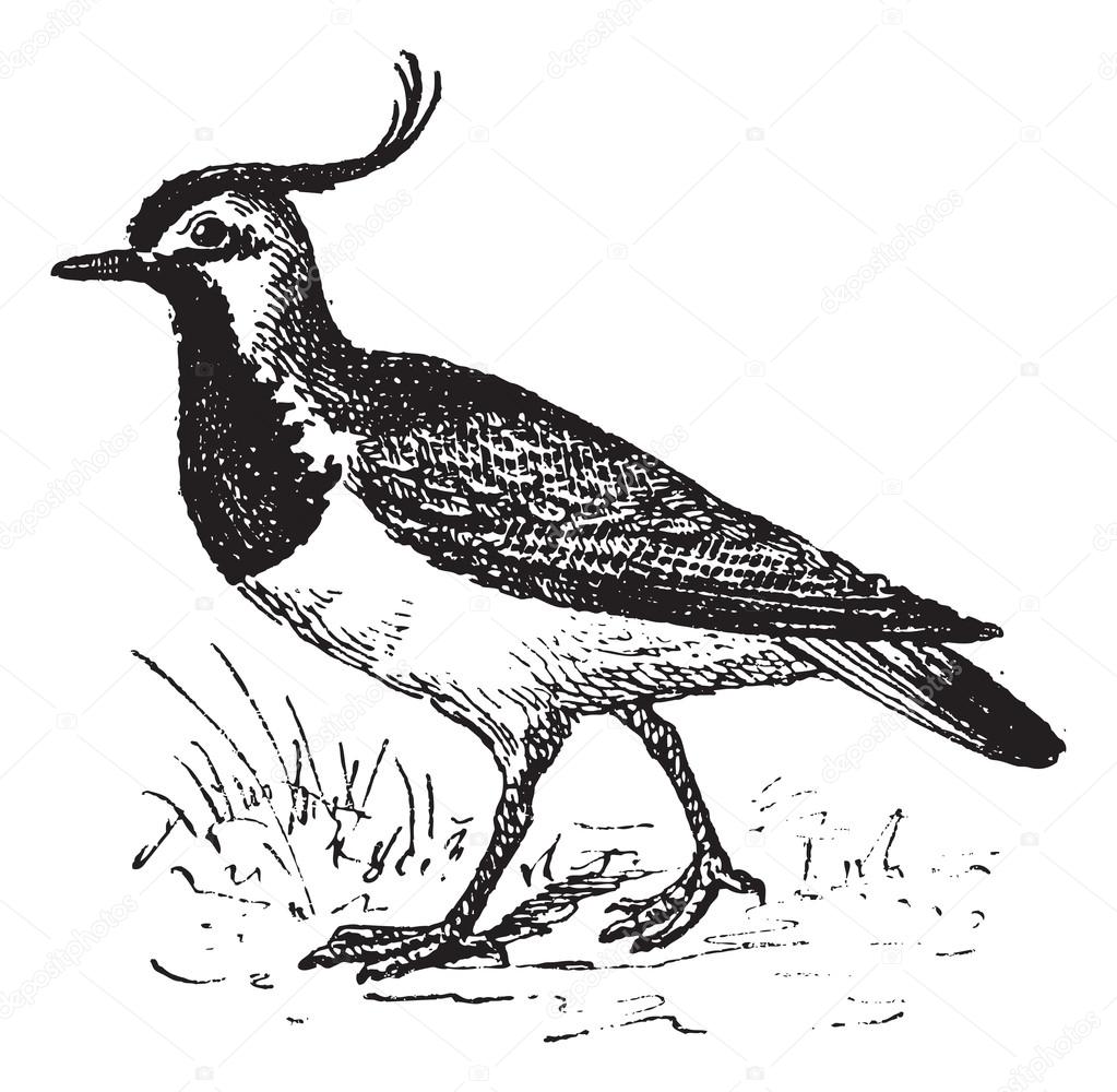 Vanellinae or crested lapwing, vintage engraving.