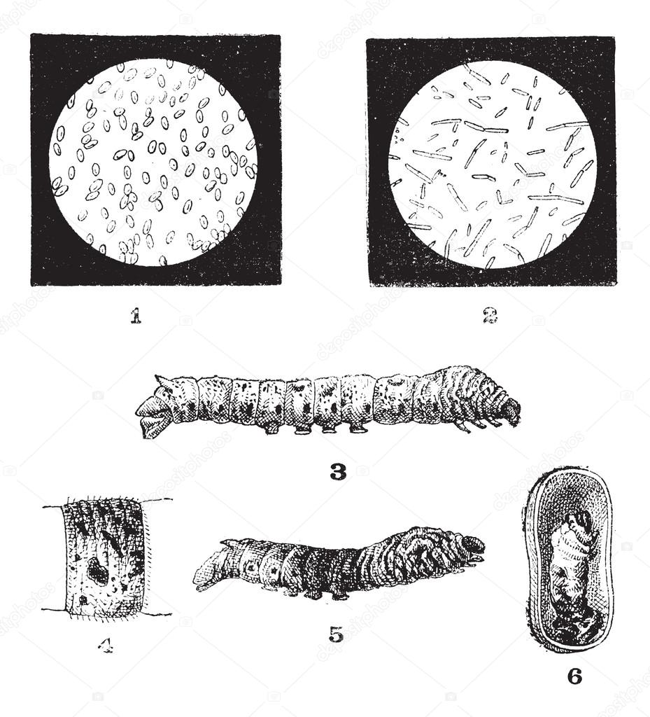 Diseases of Silkworms, vintage engraving