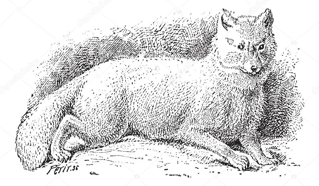 Arctic fox (Vulpes lagopus) or white fox, vintage engraving.