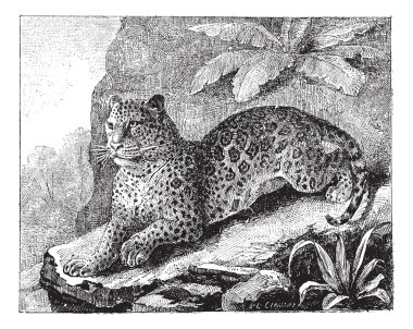 Jaguar, antika gravür.