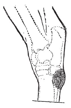 Bataklık spavin, antika gravür.