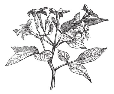 Yasemin veya jasminum, antika gravür.