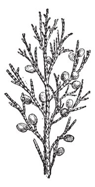 Juniper, vintage engraving. clipart