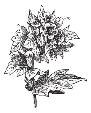 henbane (hyoscyamus niger) veya kokuşmuş itüzümü, vintage engra