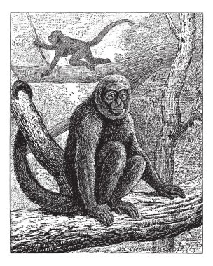 Humboldt'un tüylü maymun ya da ortak tüylü maymun, vintage engrav