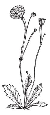 nipplewort veya lapsana communis, antika gravür