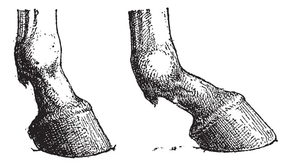 Cheval Hoof Joint, gravure vintage — Image vectorielle