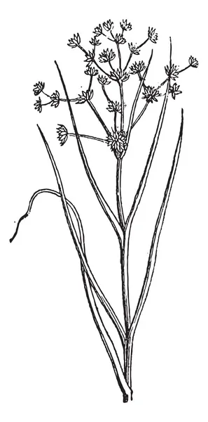 イグサ acutiflorus またはシャープ開花した突進、ヴィンテージの彫刻. — ストックベクタ